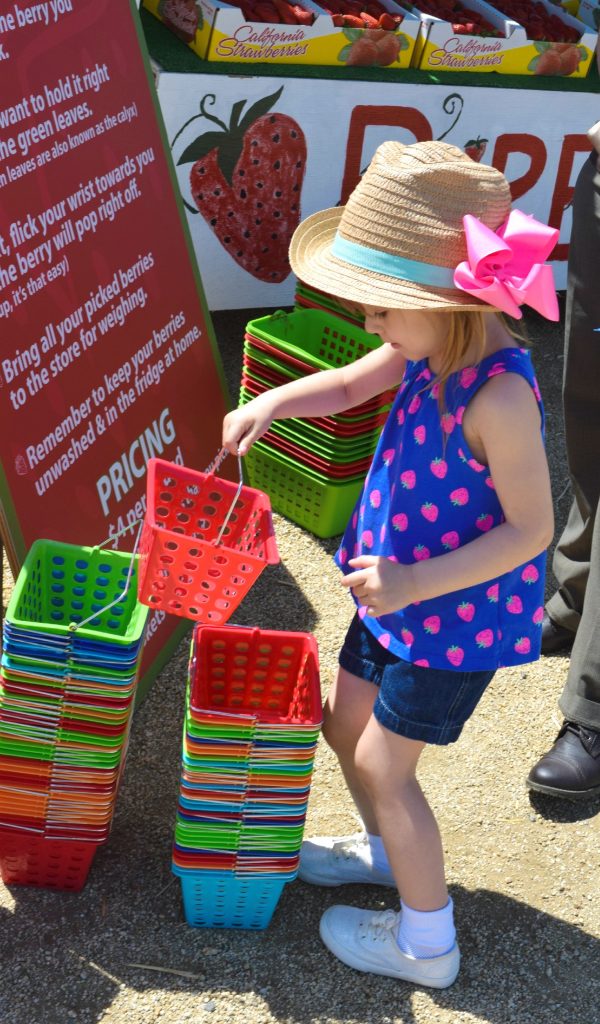 Strawberry-Picking-Strawberry Farm