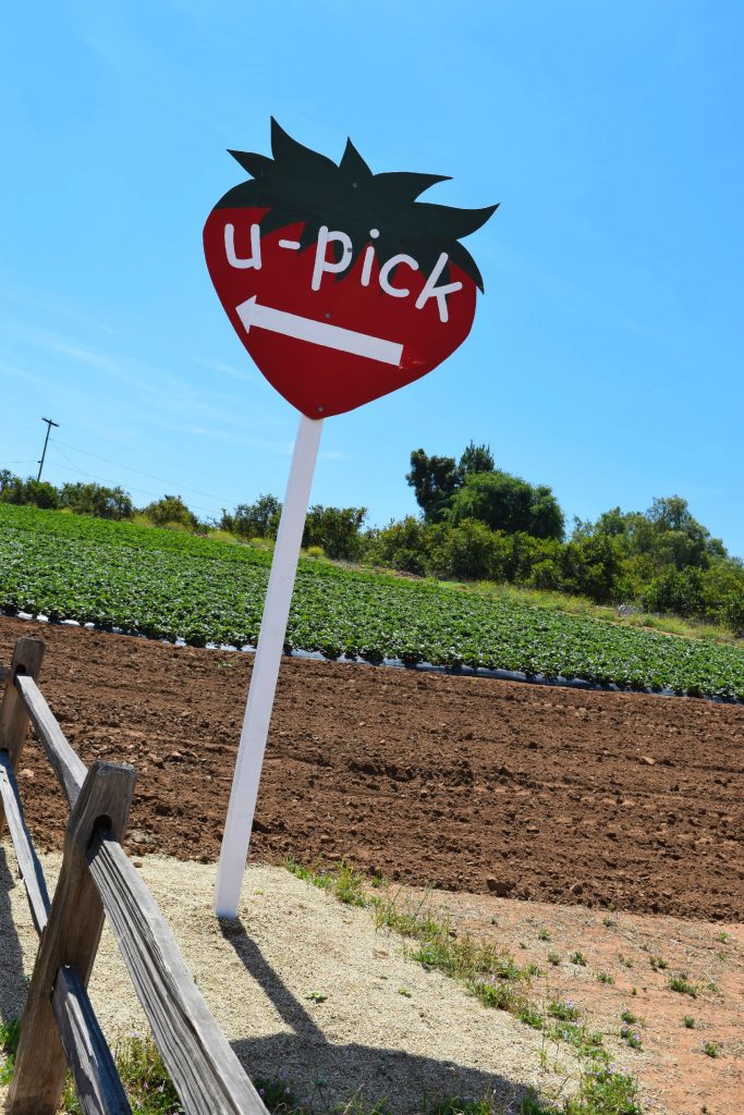 Strawberry-Picking-Strawberry Farm