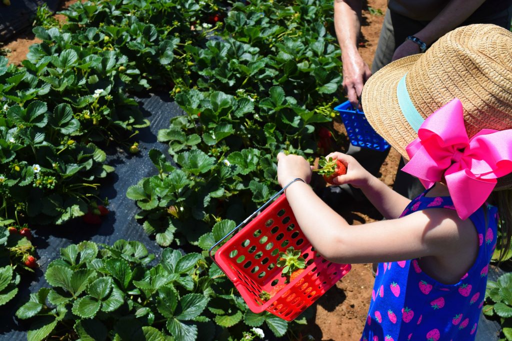 Strawberry-Picking-Strawberry Farm