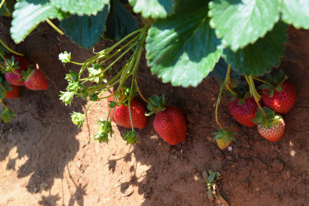 Strawberry-Picking-Strawberry Farm