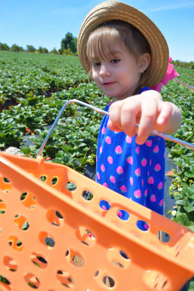 Strawberry-Picking-Strawberry Farm