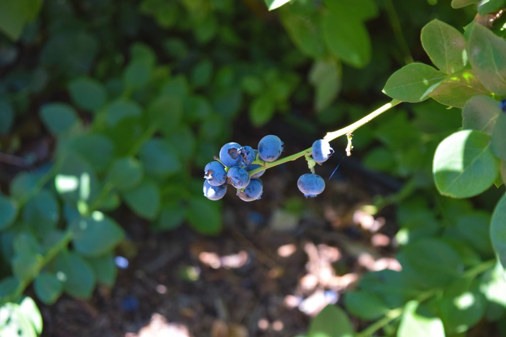 Temecula-Blueberry-Farm