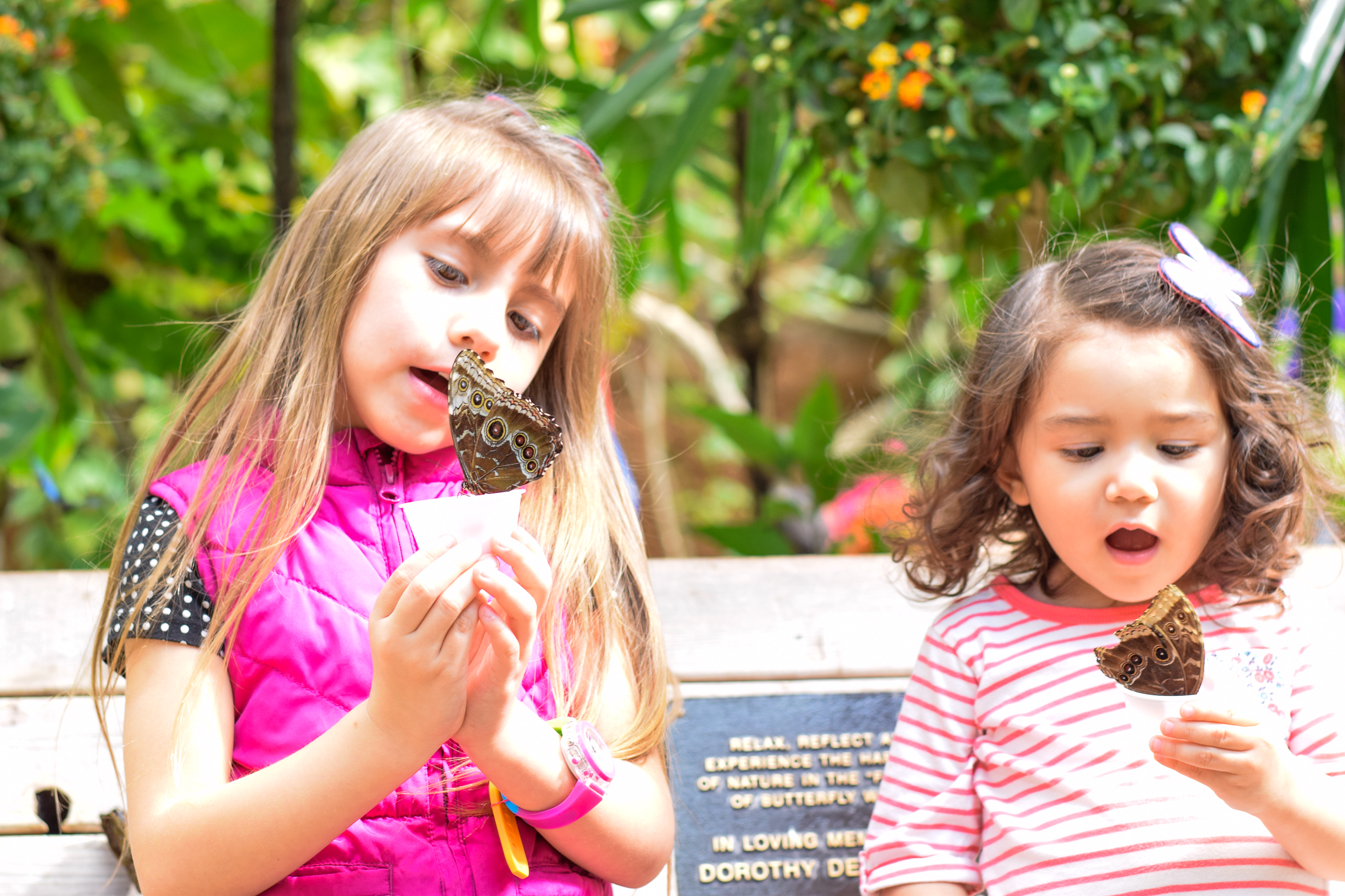 Butterfly-Jungle-2019-San Diego Zoo-Safari Park-Spring Break