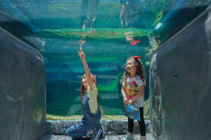 The-Aquarium-of-the-pacific-Visit-Long-Beach-CA-Family Vacation-Travel with kids